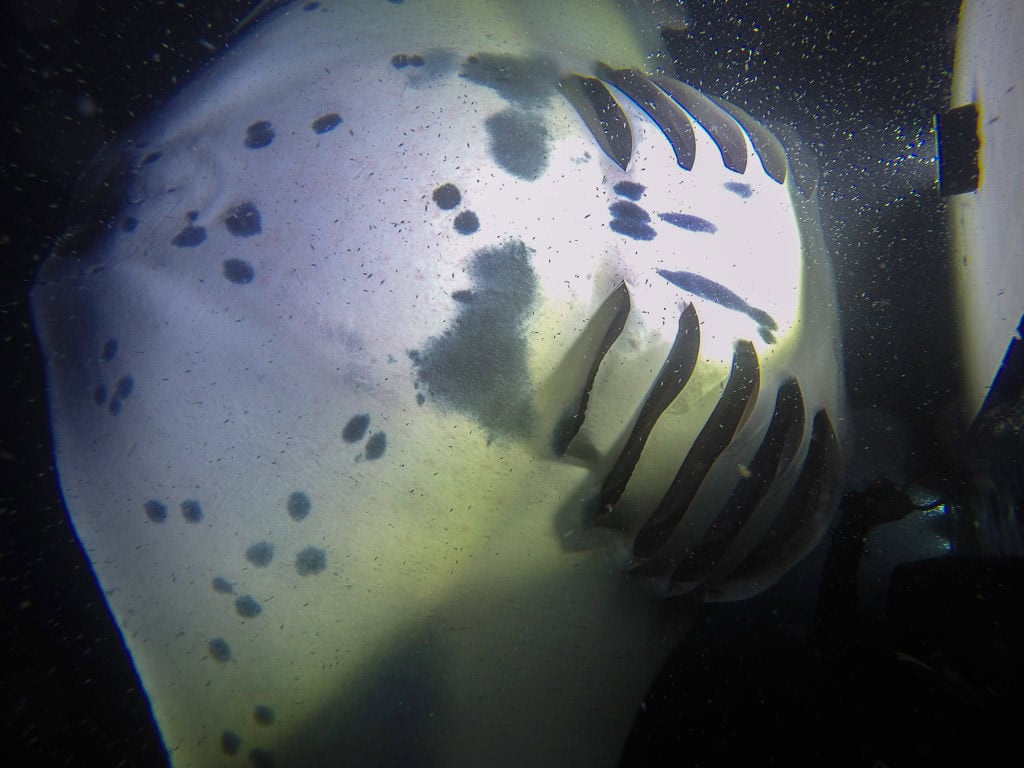 Underbelly of a kona manta ray showing the different spotting and coloration