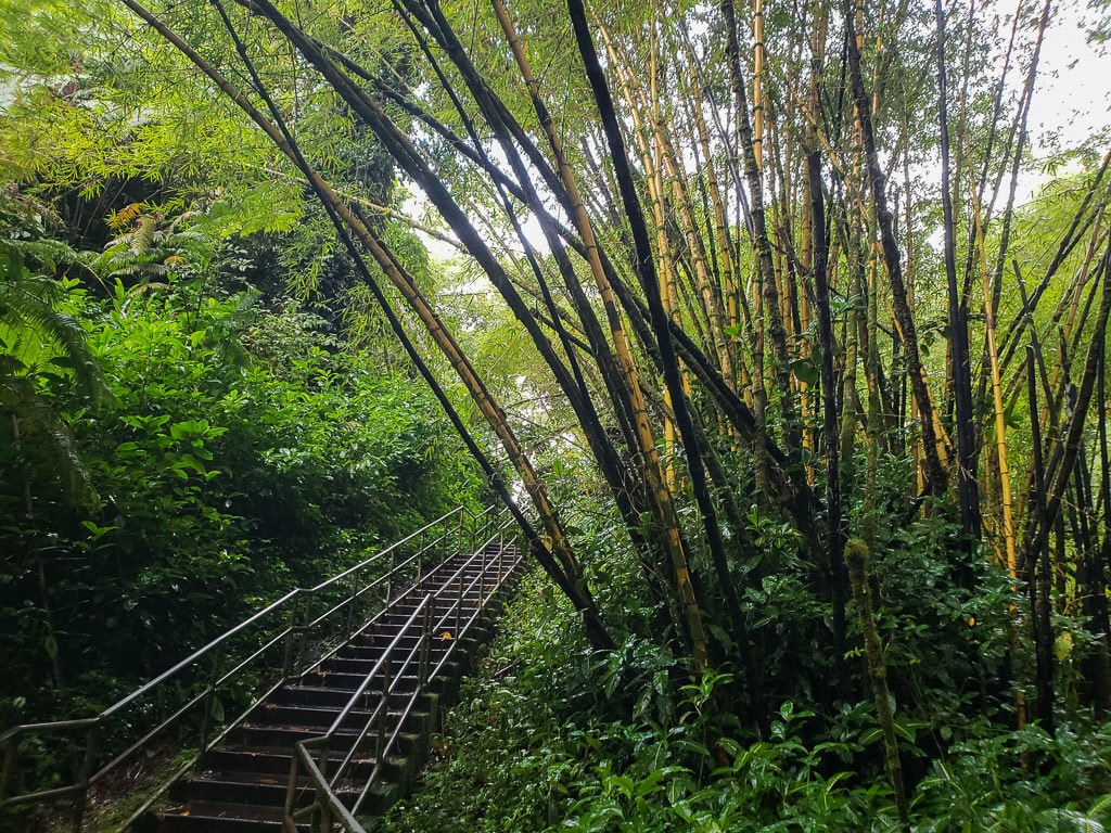 trail to akaka falls in hilo on big island hawaii