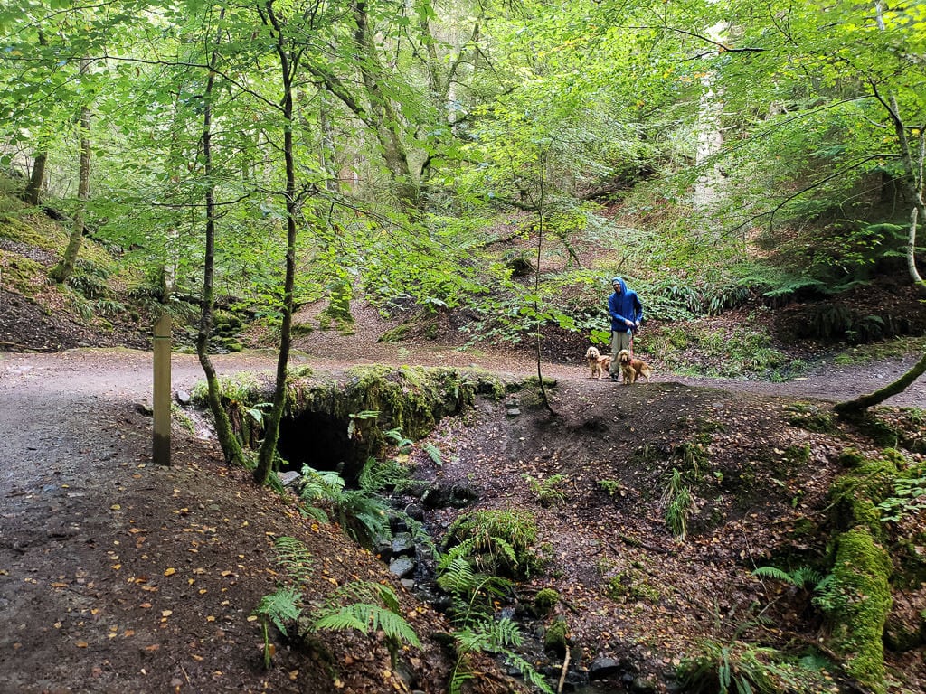 Buddy walking the dogs at Reelig Glen near Inverness Scotland