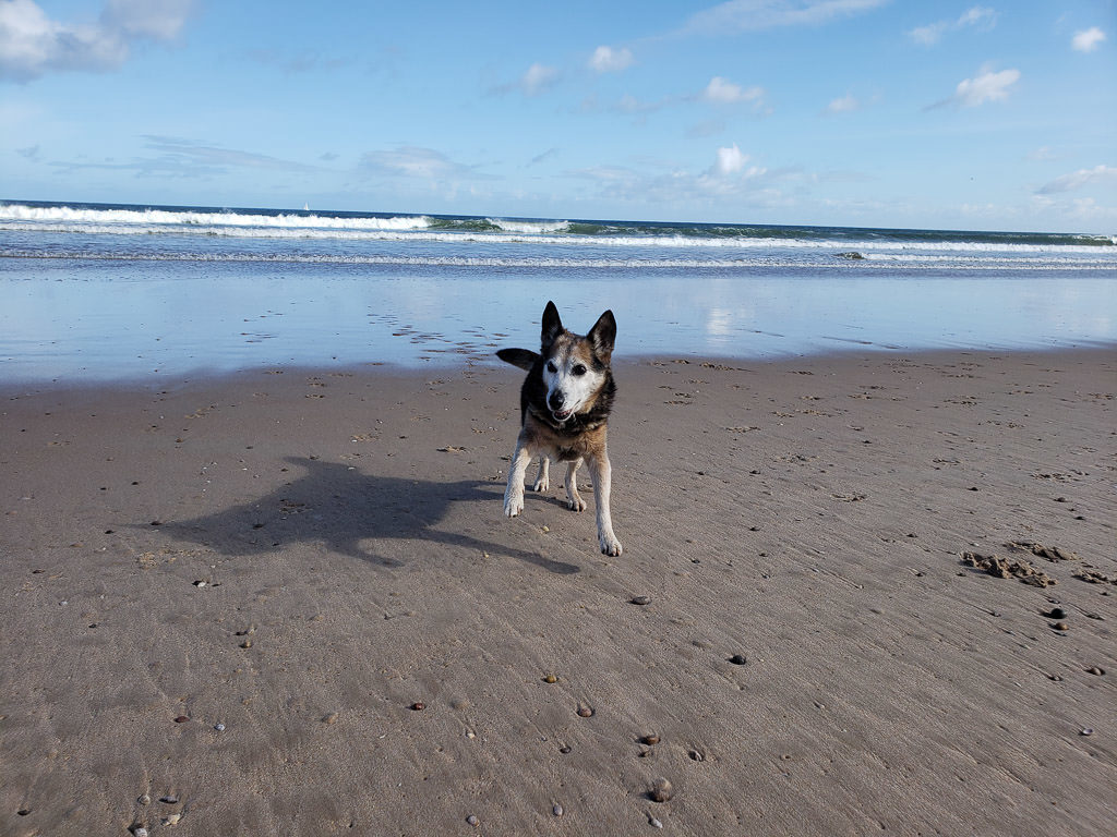 dog running around on Lossiemouth Beach near inverness Scotland