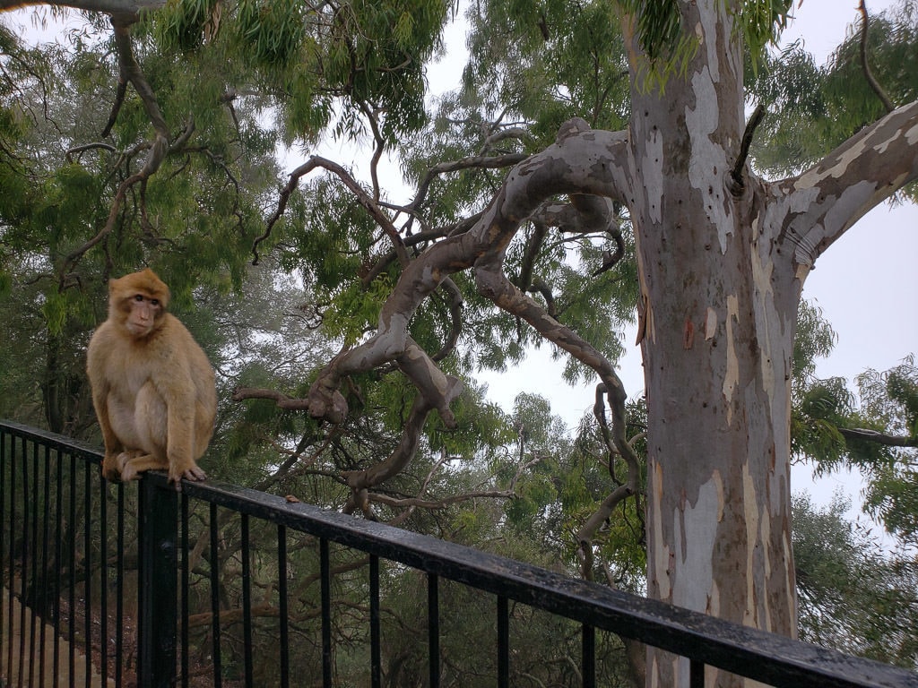 Barbary Macaques monkey in gibraltar on railing next to trees