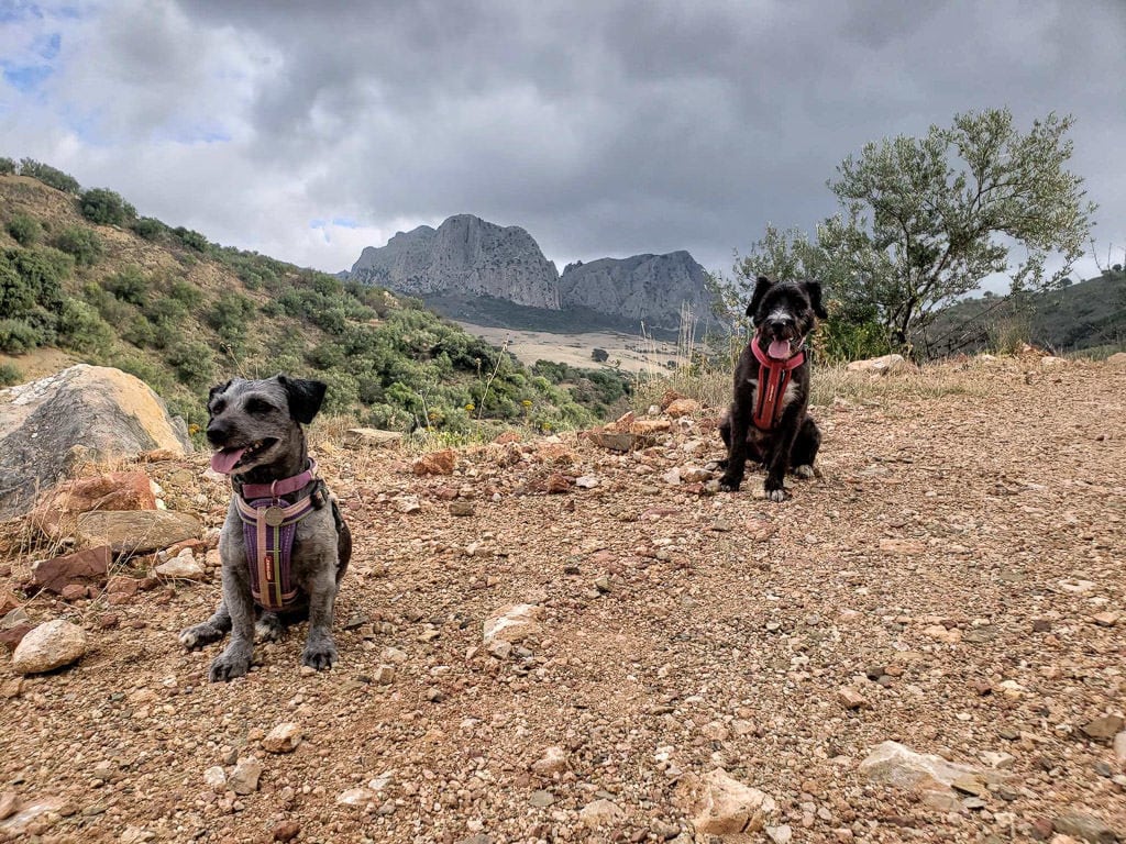 dogs off-leash on a walk while housesitting in rural spain with mountains behind