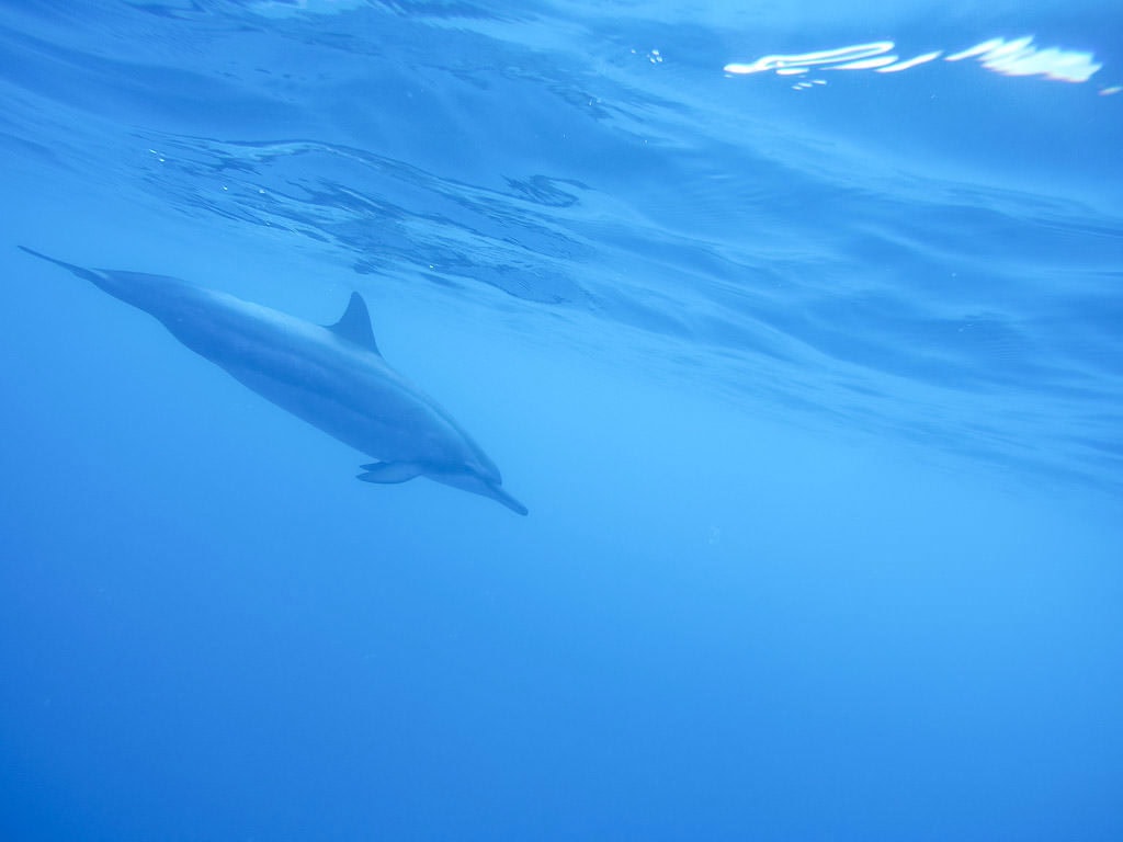 big island kayaking with wild dolphins and snorkeling kona