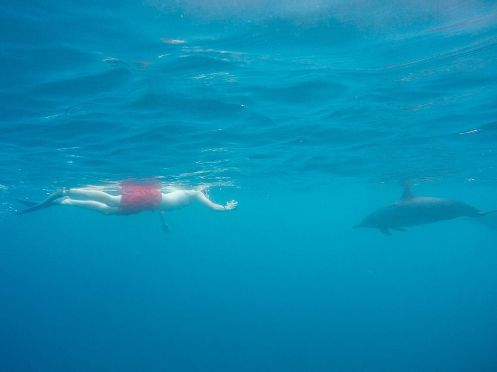 big island kayaking with wild dolphins and snorkeling kona