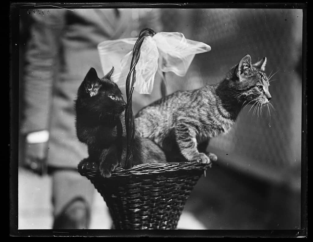 Blackie and Tiger, two of the cats owned by President Calvin Coolidge. Photo: Library of Congress, 1923.
