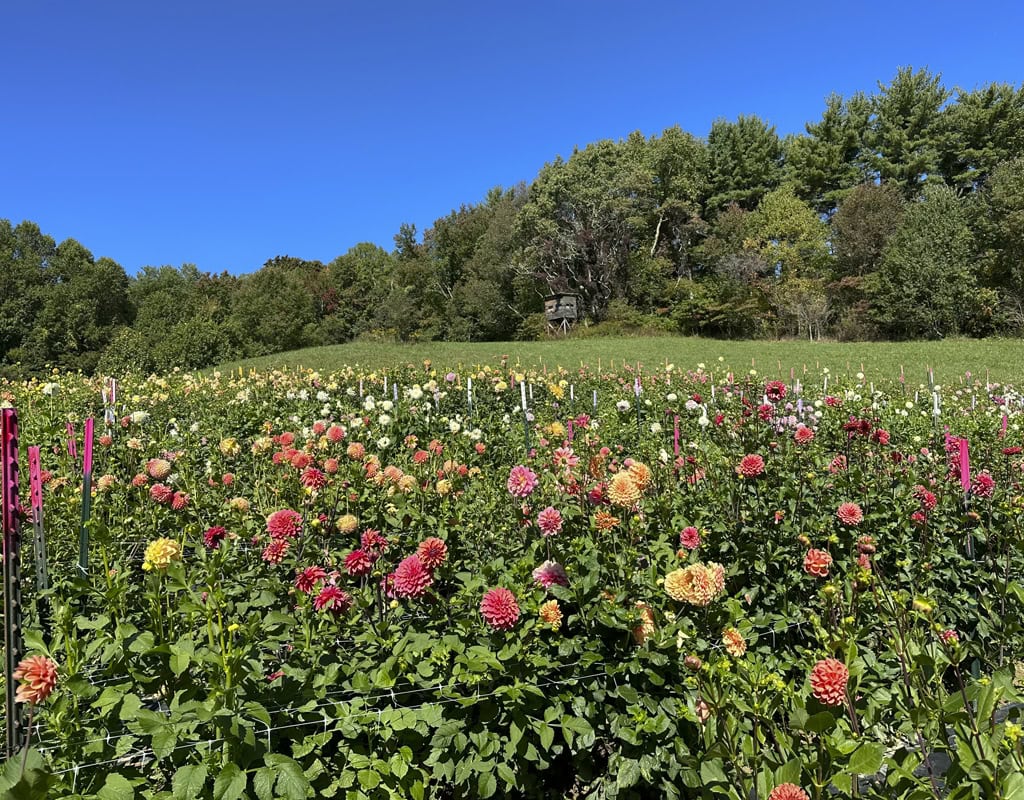 goldenrod gardens