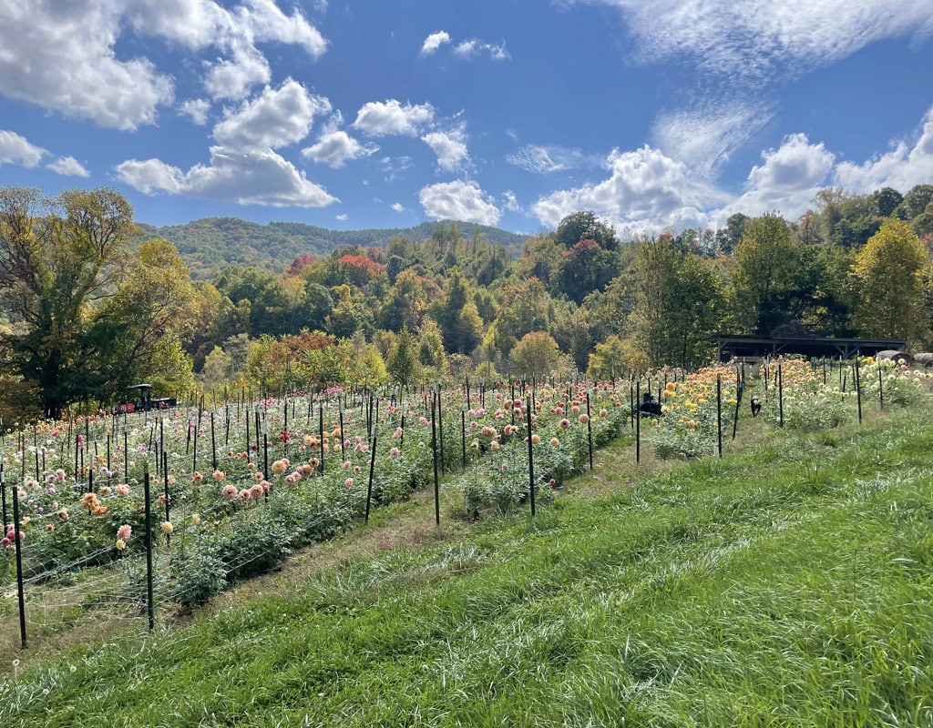 goldenrod gardens