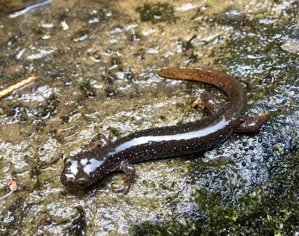 Rhyacotriton Olympicus by Chris McCarty