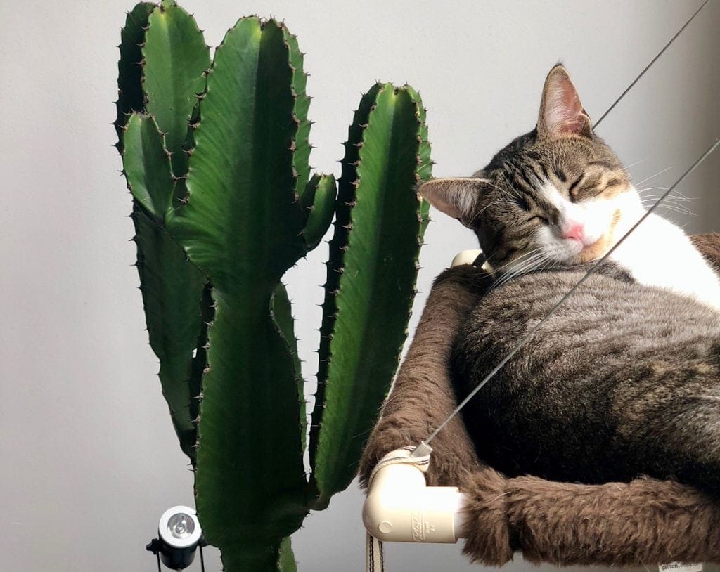 cat window bed