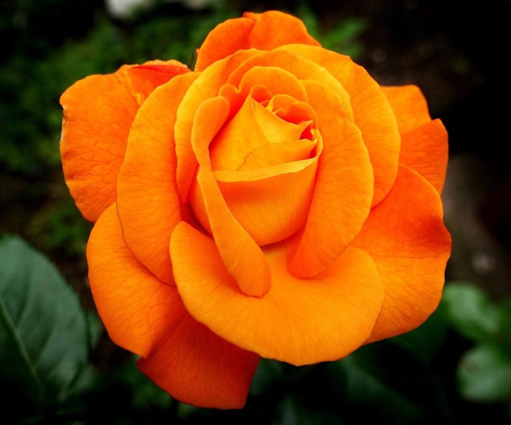 rose, flower, orange rose, rose bloom, flower wallpaper, petals, rose petals, bloom, blossom, rose flower, flora, nature, flower background, close up, rose, rose, rose, rose, beautiful flowers, rose