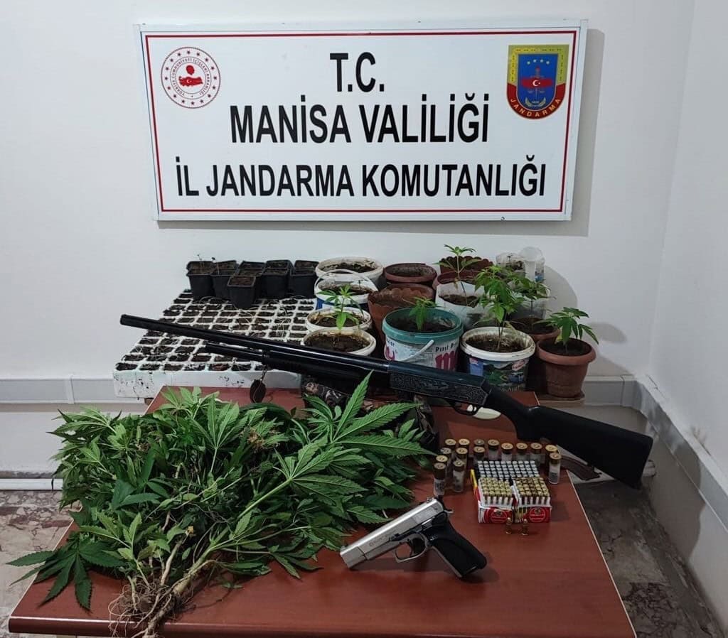 Saruhanlı’da 403 kök kenevir ele geçirildi