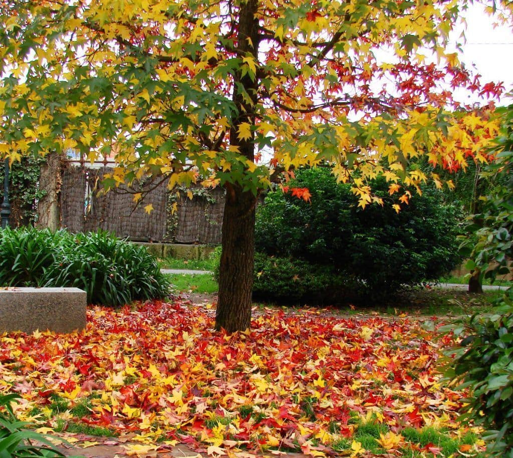El otoño en un parque urbano en Vigo
