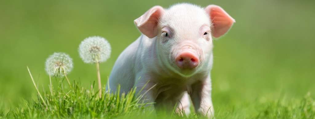 People choose the vegan lifestyle for many different reasons, including animal welfare
