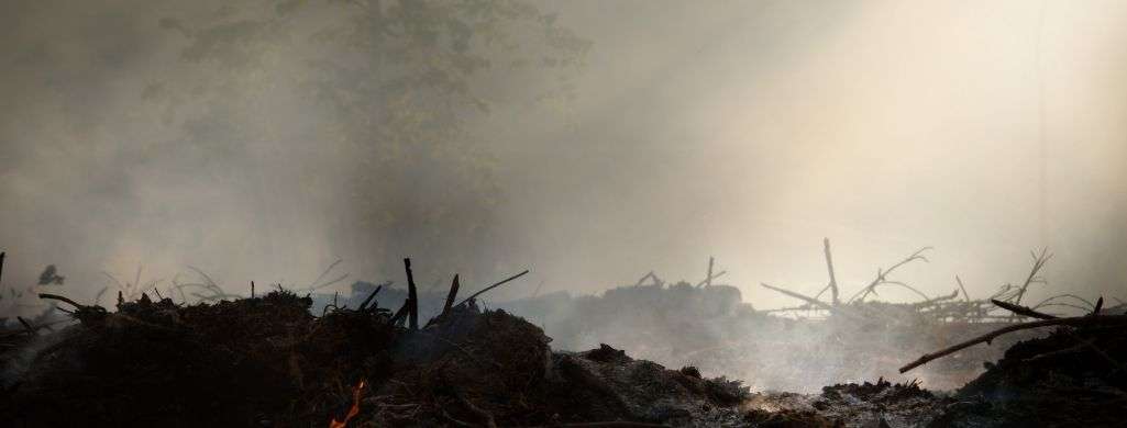 Palm oil causes deforestation of tropical rainforests