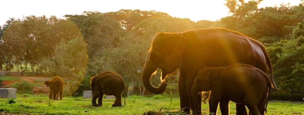 Endangered Sumatran Elephants