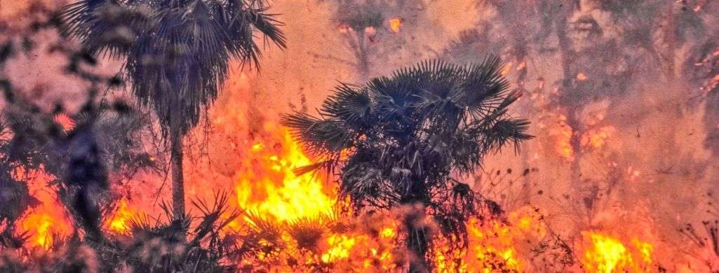 Burning and clearing of rainforests leads to the release of harmful greenhouse gasses