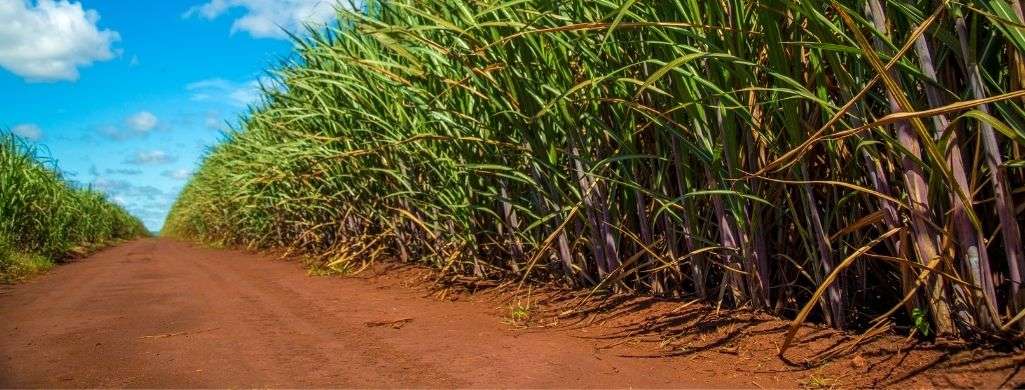 Sugarcane is a plant that has to be processed to get the white color and texture we are used to