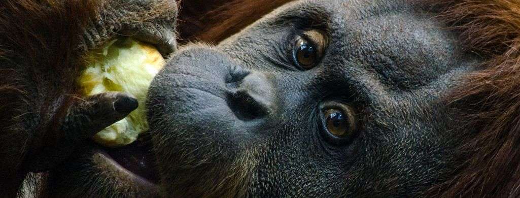 Sumatran Orangutans Are the Most Heavily Poached