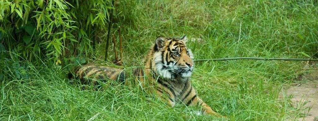 Sumatran Tigers Are Endangered