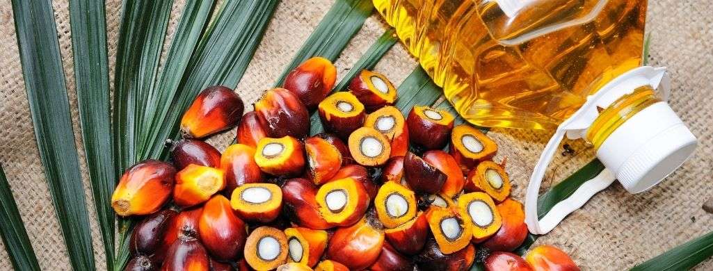 Palm oil is a vegetable oil produced from the fruit of palm oil trees