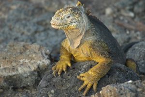 ecuador and galapagos