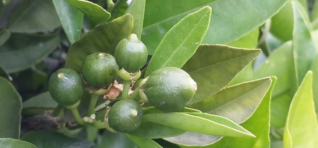 Turunçgillerde ’Harnup Güvesi’ne dikkat