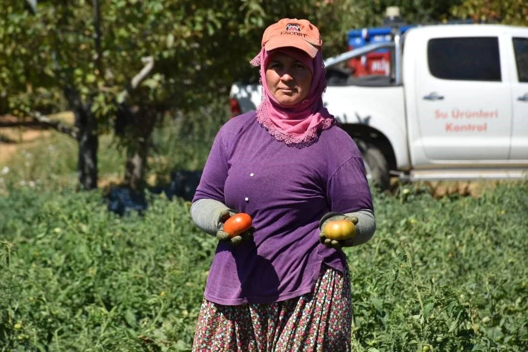 220 bin domates fidesinde hasat yapıldı
