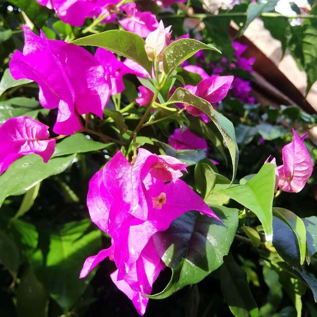 3 Wonderful Nights in Atenas, Costa Rica 3
