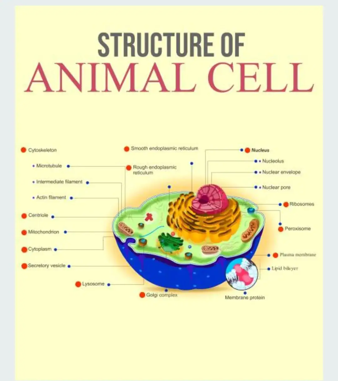 Animal cell