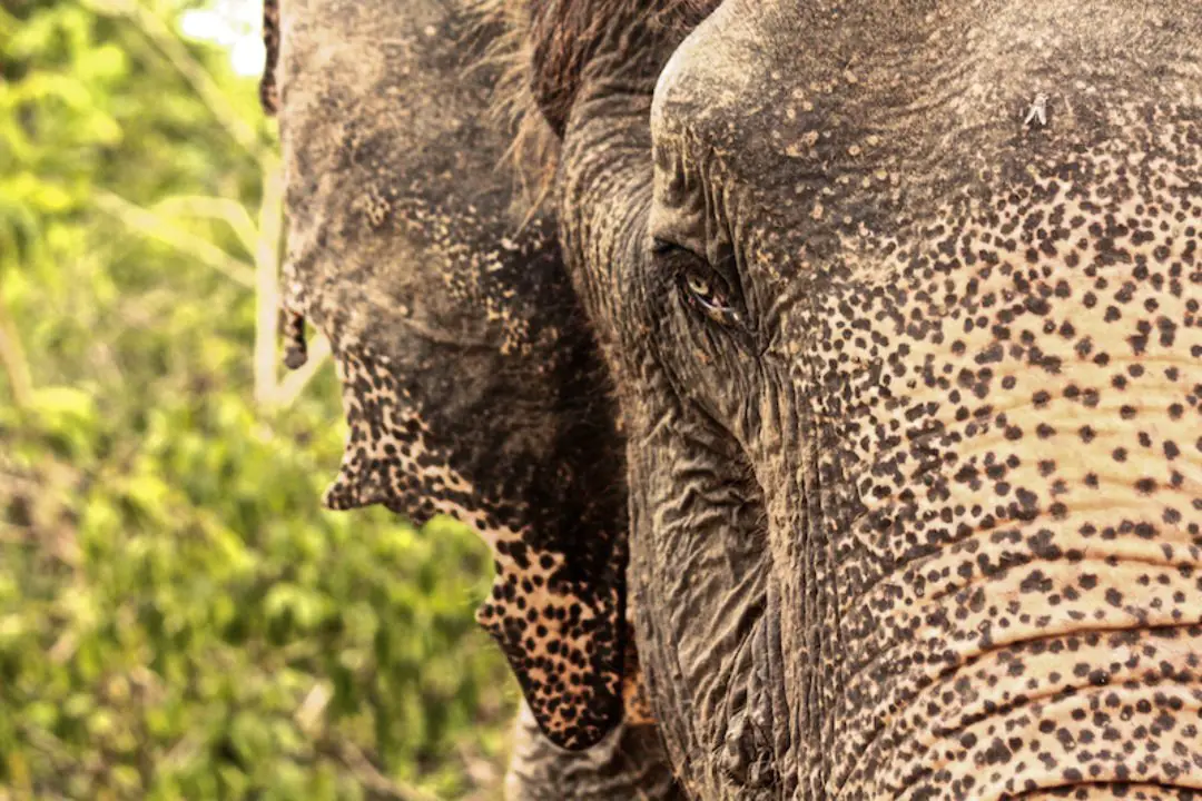 Nam Fon, Thai Elephant Refuge