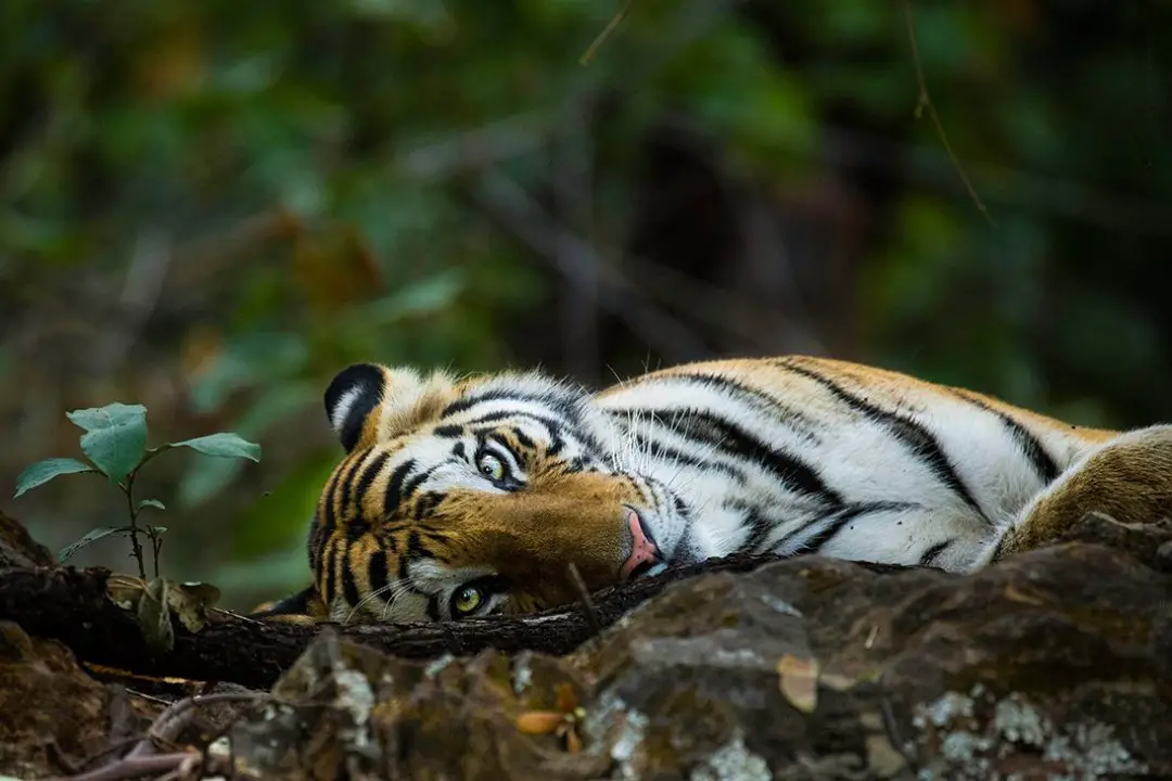 Ranthambhore - Tigers in the Wild