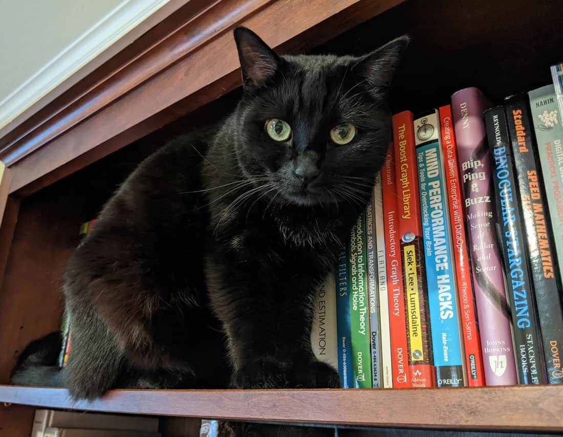 Cat sitting on a bookshelf