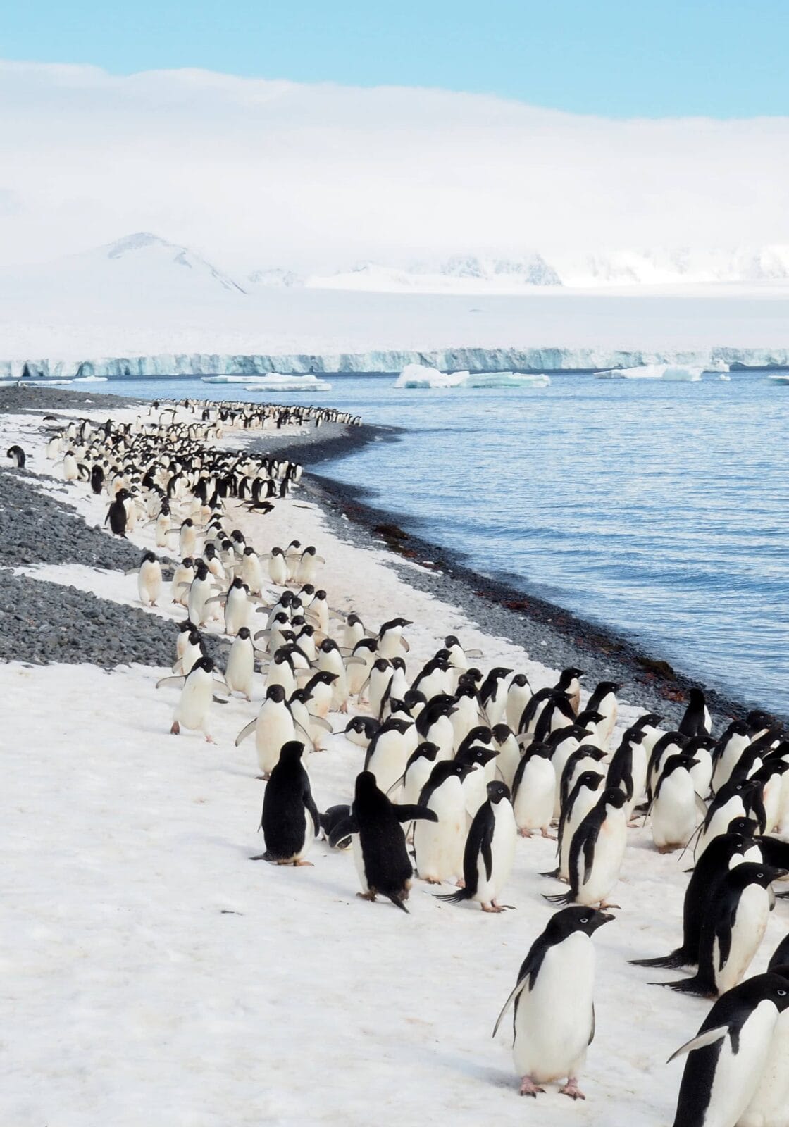 give gifts that give back, marine megafauna, whale sharks, meet the ocean, manta rays, give gifts, penguins