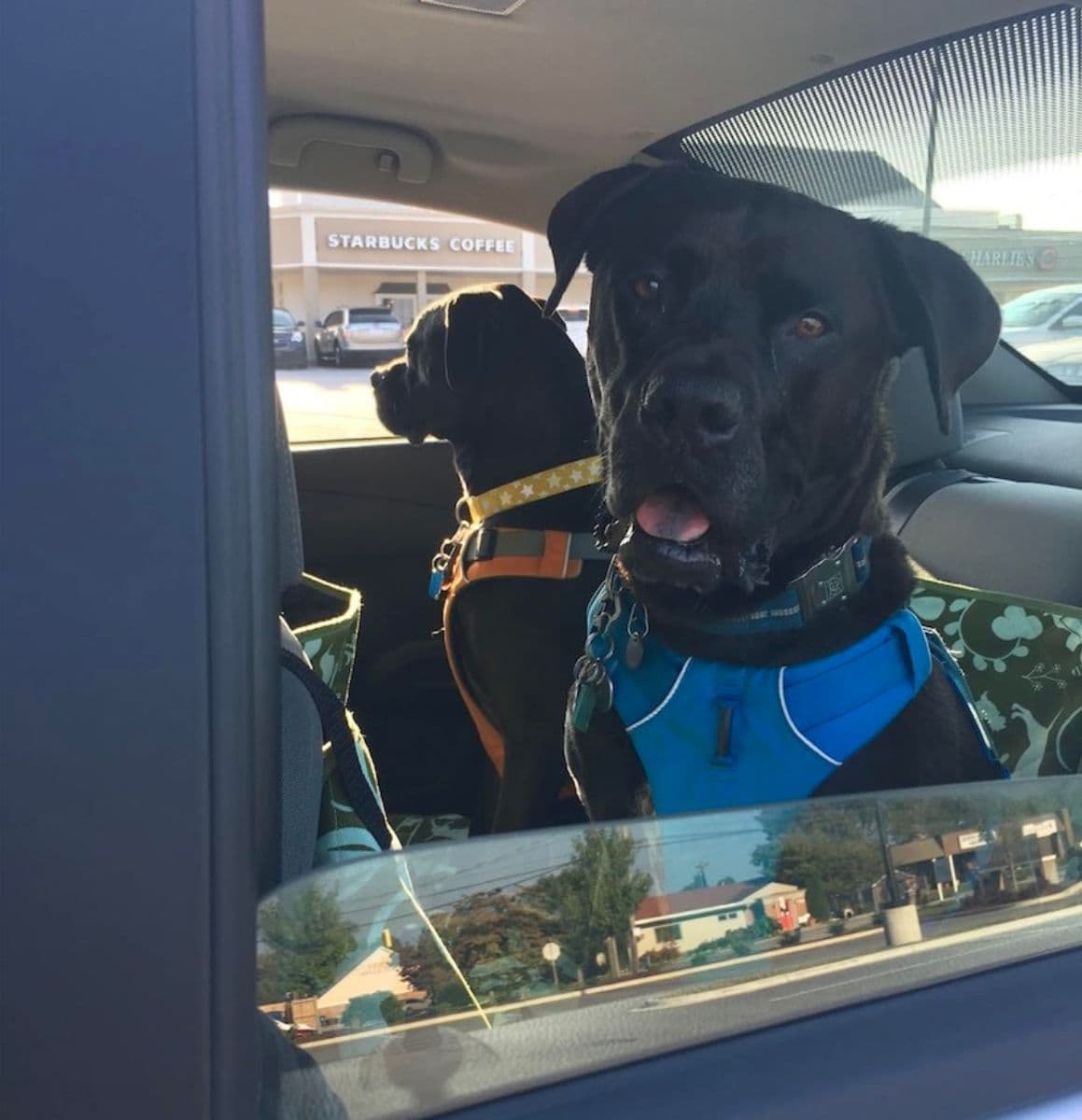 Missy (left) and Buzz (right) sitting nicely before getting out of the car