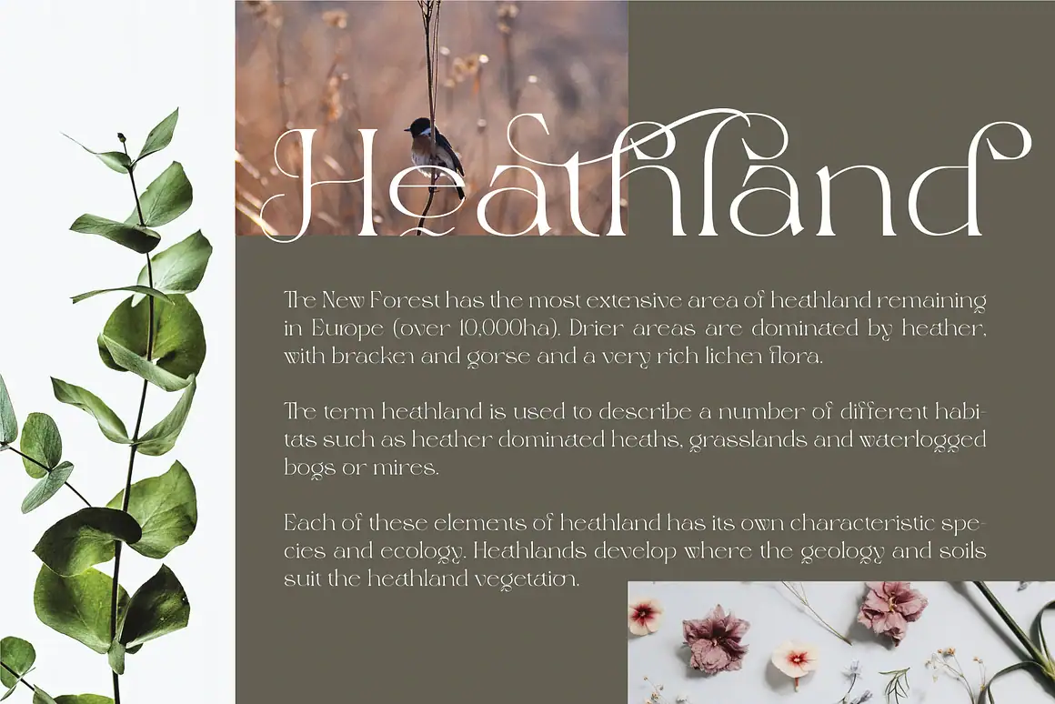 Magero — Elegant Serif Font with Ligatures & Swashes