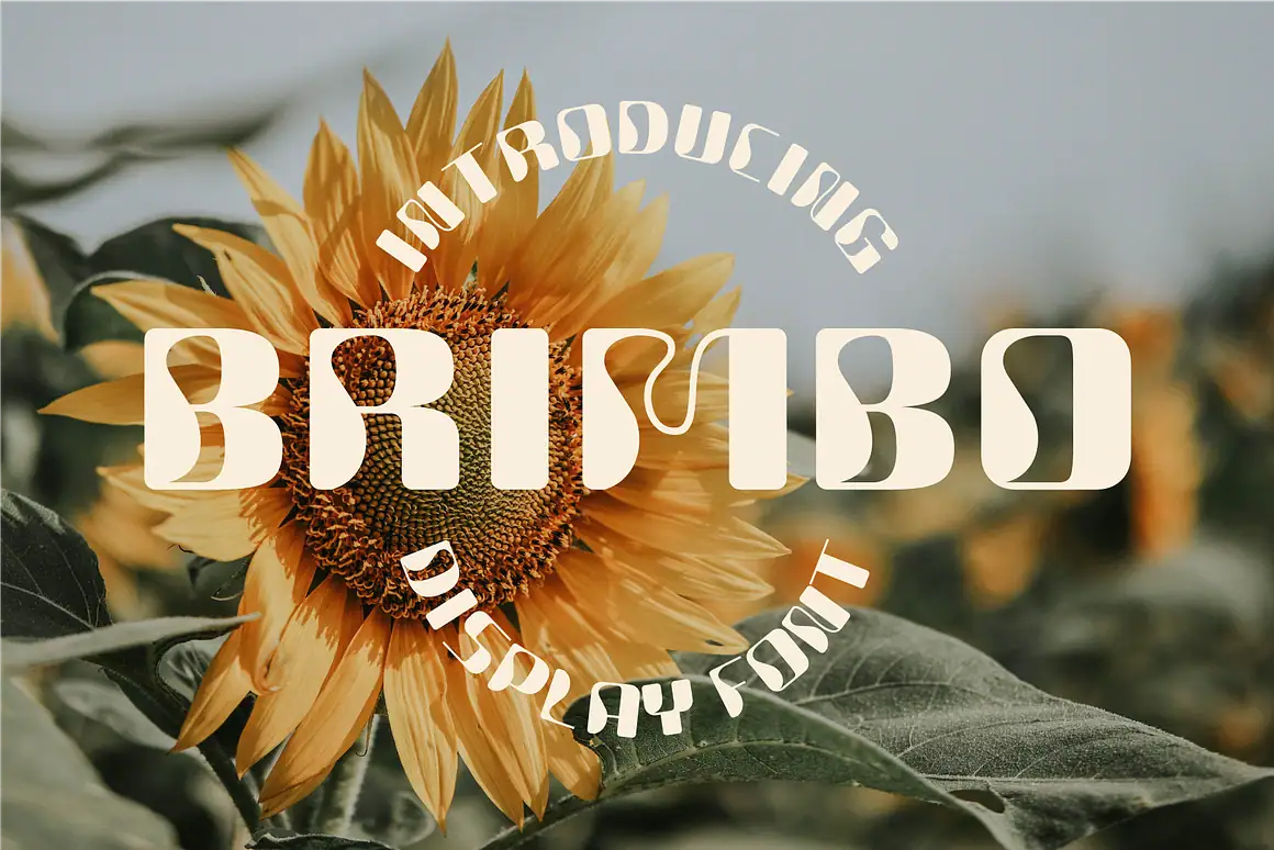 Brimbo – Modern Display Font