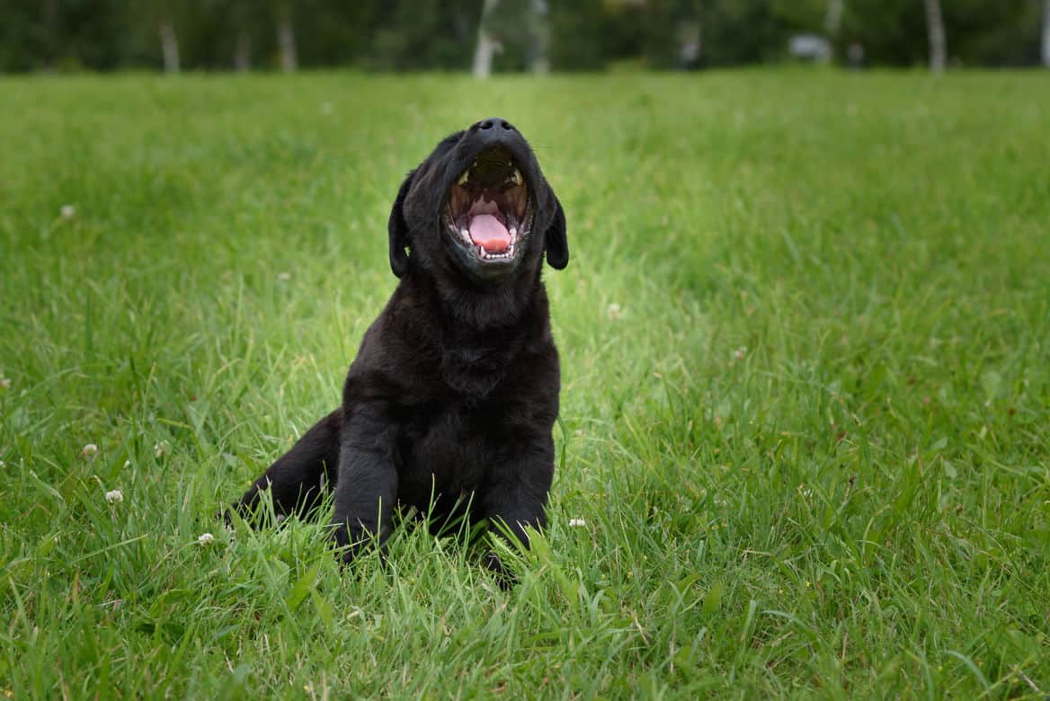 Black labrador puppy sitting on grass barking to camera