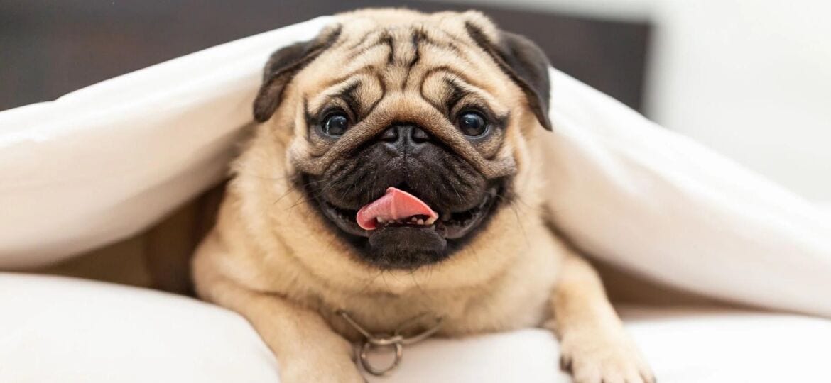Carlino o pug: todos los cuidados que necesitas saber