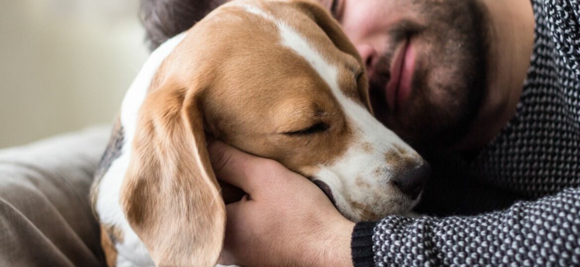 Beagle: todos los cuidados que necesitas saber