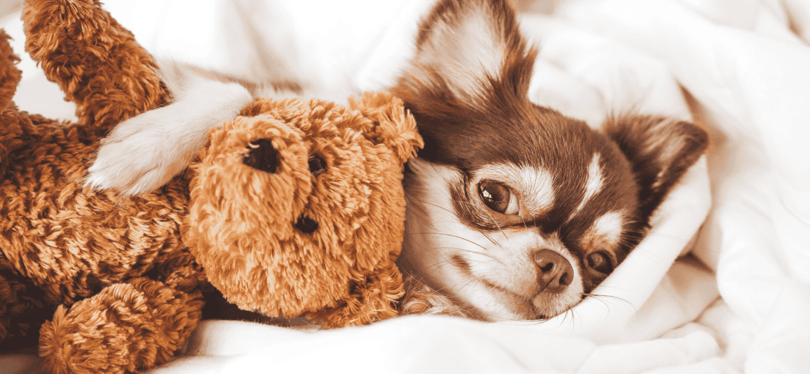 Chihuahua: todos los cuidados que necesitas saber