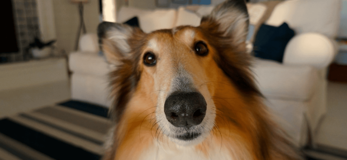 Principales coberturas del seguro veterinario de Petplan