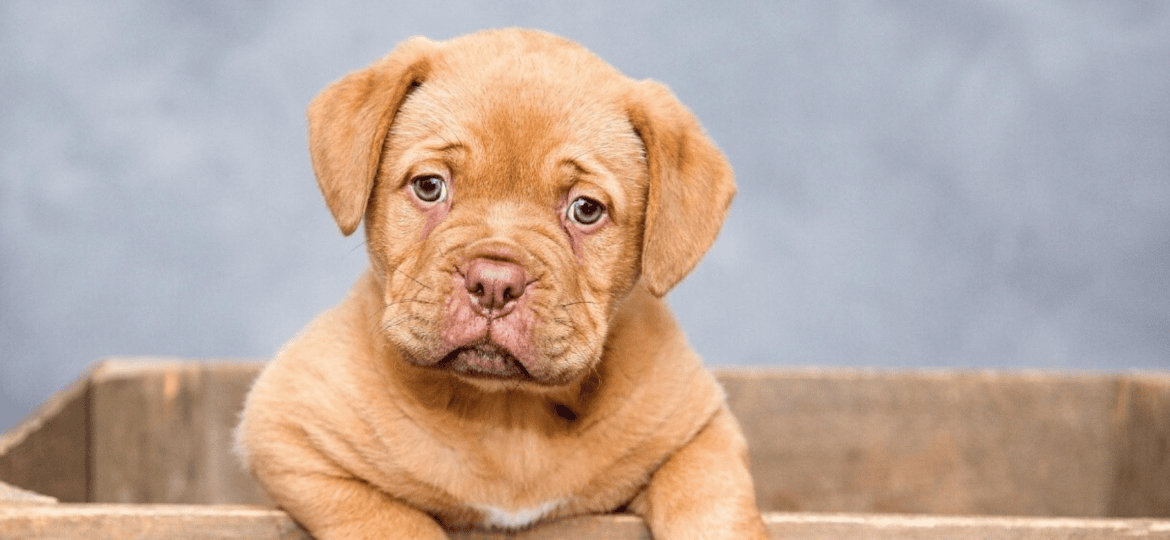 Comparativa de los principales seguros para mascotas