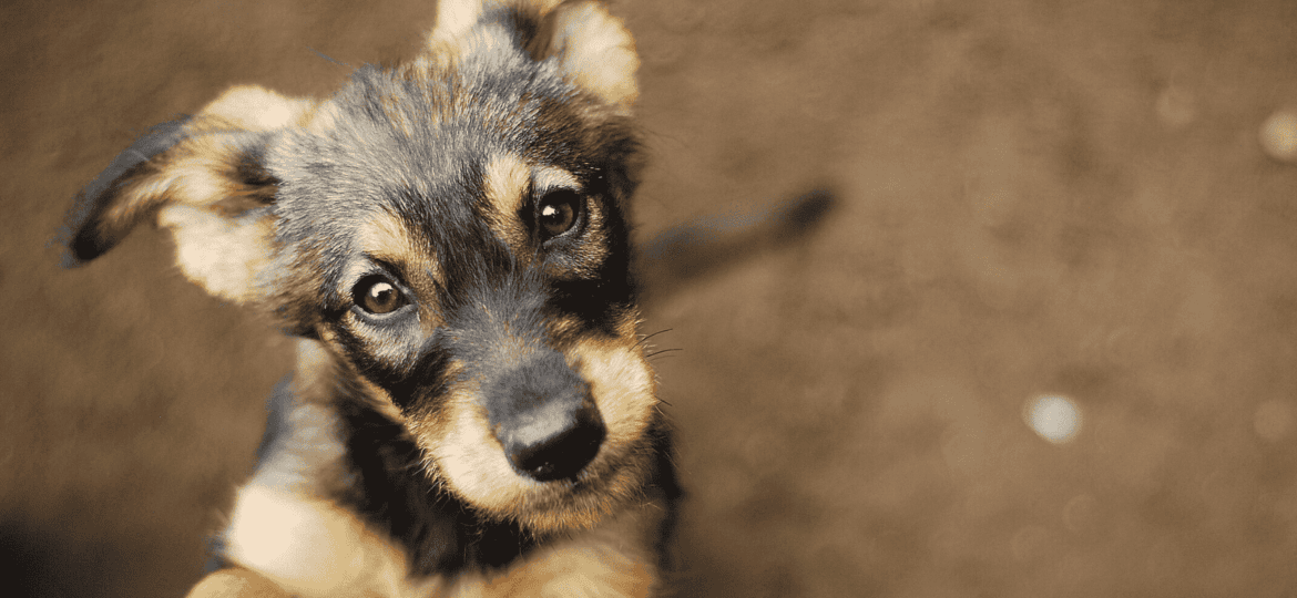 Las enfermedades hereditarias más comunes en los perros