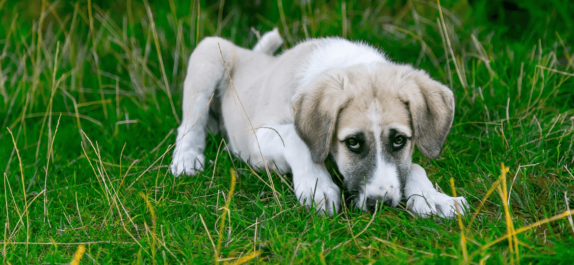 ¿Qué enfermedades puede transmitir un mosquito a tu perro?