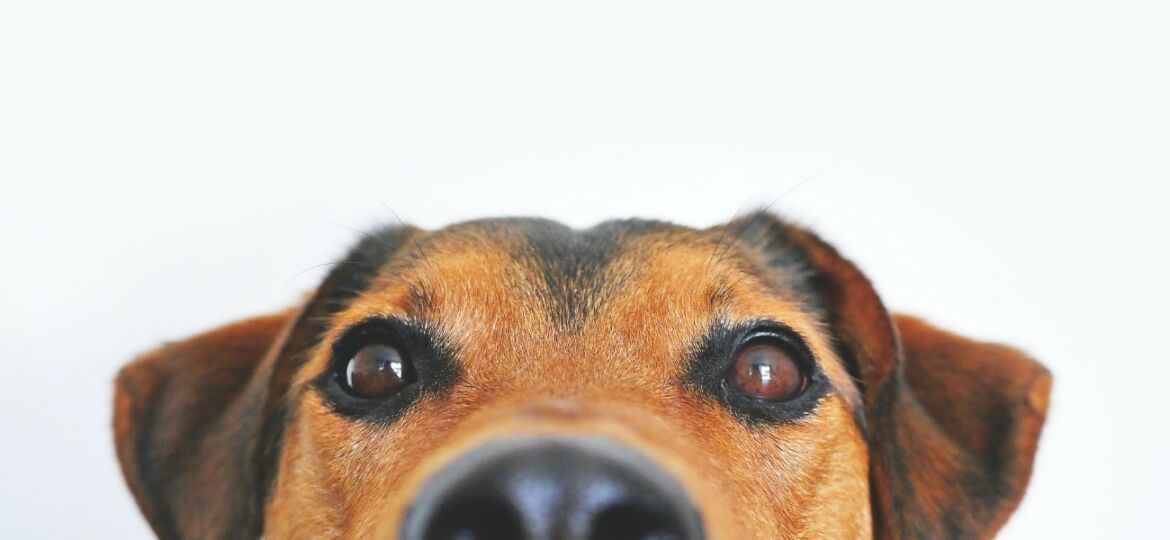 Tratamiento de la dermatitis atópica en los perros