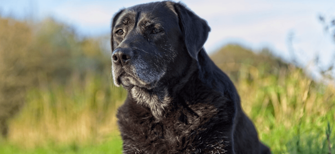 Las enfermedades más comunes en perros mayores