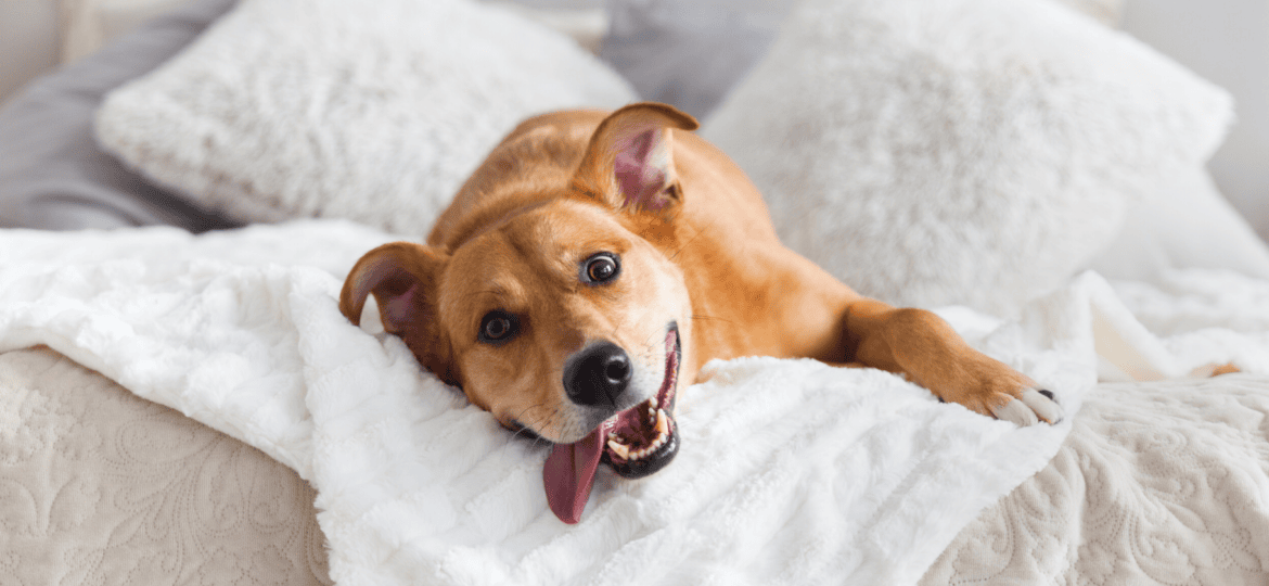 Perro mestizo: todos los cuidados que necesitas saber