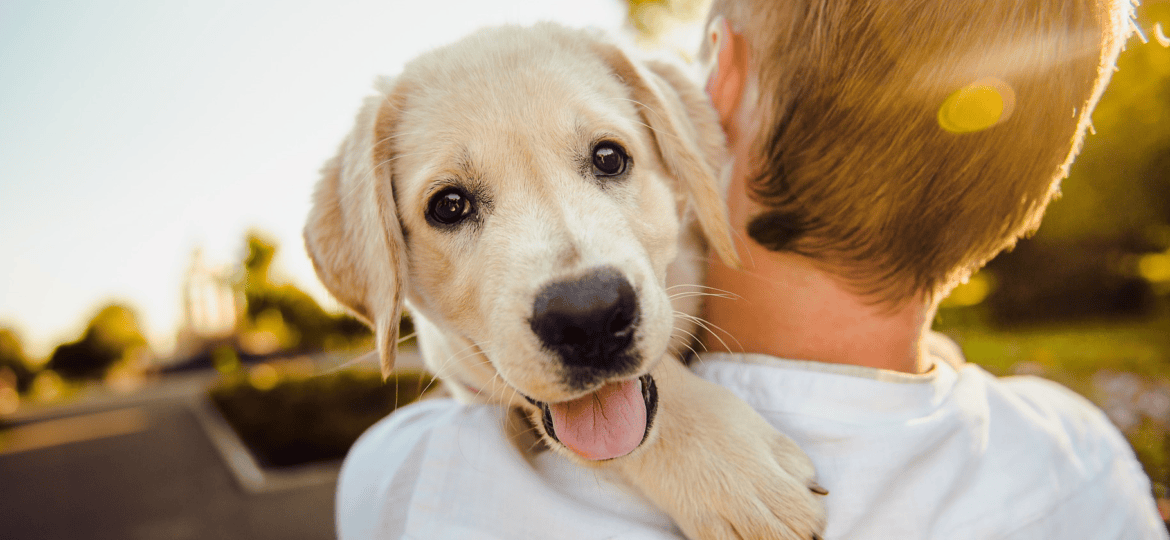 He perdido a mi perro, ¿qué debo hacer?