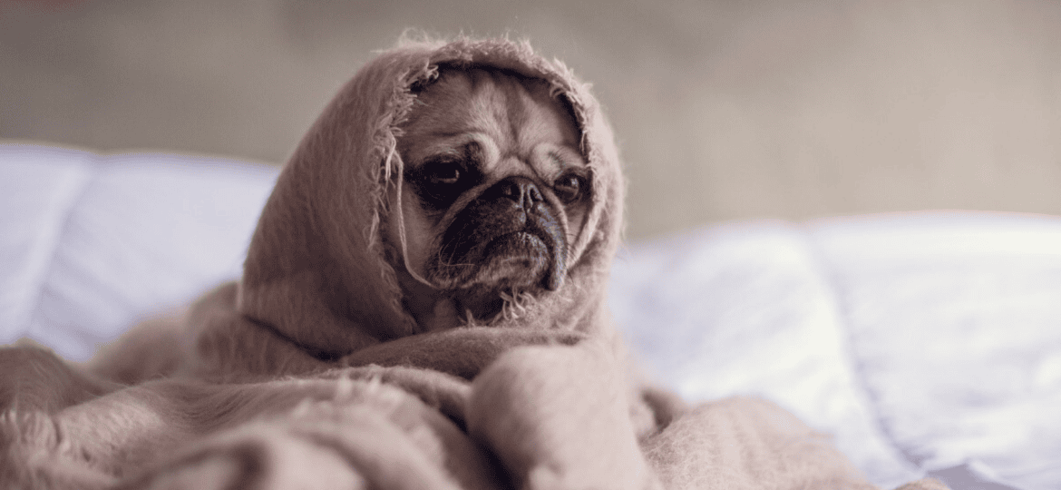 Los perros también se resfrían, aprende a prevenirlo