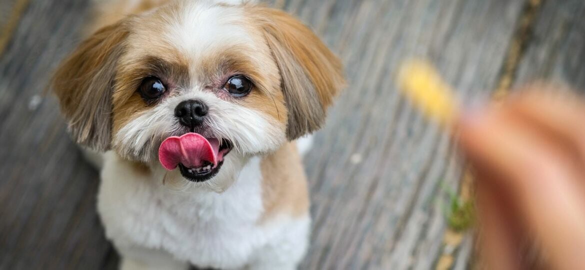 Shih tzu, todos los cuidados que necesitas saber
